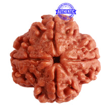 Load image into Gallery viewer, 4 Mukhi Rudraksha from Nepal - Bead No. 276
