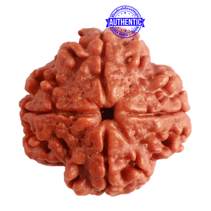4 Mukhi Rudraksha from Nepal - Bead No. 276