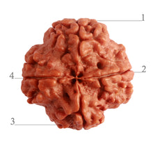 Load image into Gallery viewer, 4 Mukhi Rudraksha from Nepal - Bead No. 276
