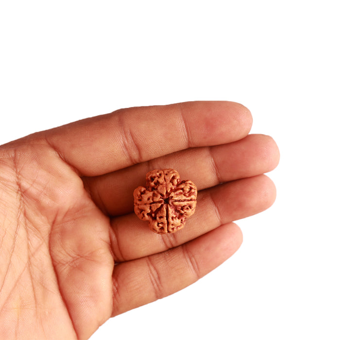 4 Mukhi Rudraksha from Nepal - Bead No. 277