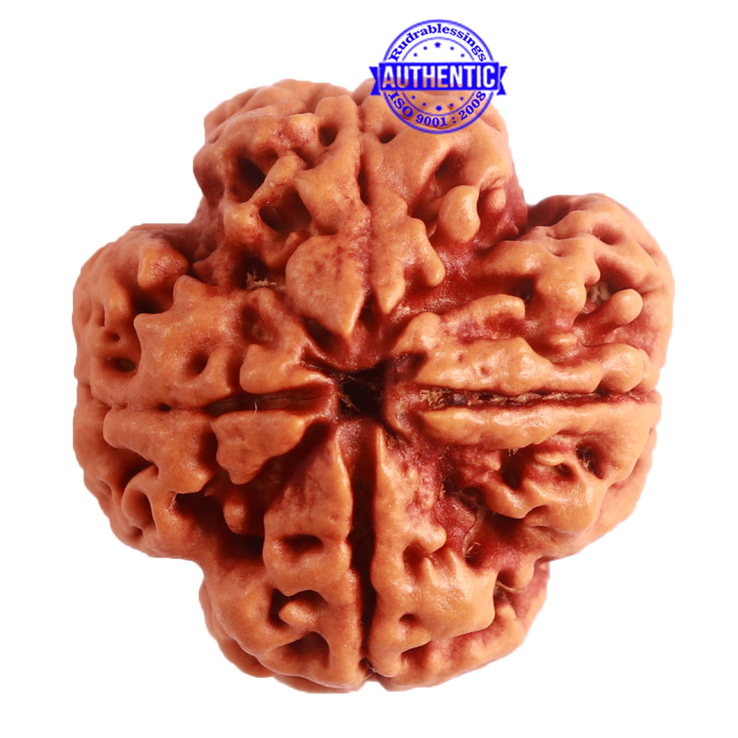4 Mukhi Rudraksha from Nepal - Bead No. 277