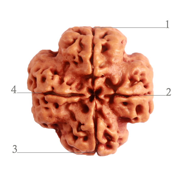 4 Mukhi Rudraksha from Nepal - Bead No. 277