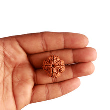 Load image into Gallery viewer, 4 Mukhi Rudraksha from Nepal - Bead No. 278
