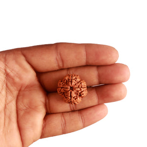 4 Mukhi Rudraksha from Nepal - Bead No. 278
