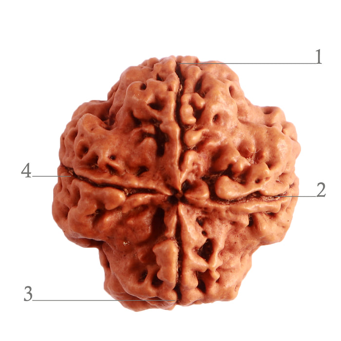 4 Mukhi Rudraksha from Nepal - Bead No. 278