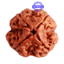 Load image into Gallery viewer, 4 Mukhi Rudraksha from Nepal - Bead No. 279
