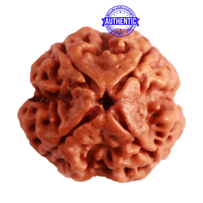 4 Mukhi Rudraksha from Nepal - Bead No. 279