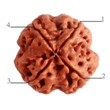 Load image into Gallery viewer, 4 Mukhi Rudraksha from Nepal - Bead No. 279
