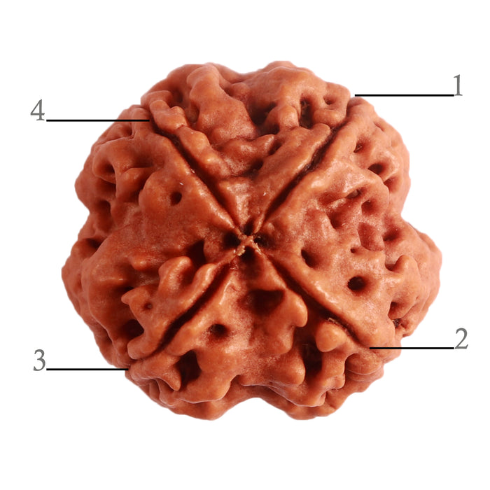 4 Mukhi Rudraksha from Nepal - Bead No. 279