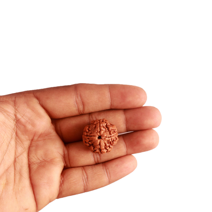 4 Mukhi Rudraksha from Nepal - Bead No. 280