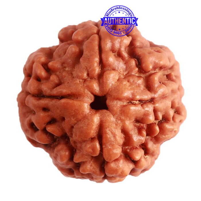 4 Mukhi Rudraksha from Nepal - Bead No. 280