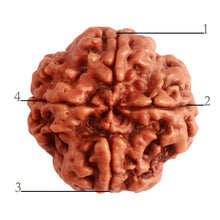Load image into Gallery viewer, 4 Mukhi Rudraksha from Nepal - Bead No. 280
