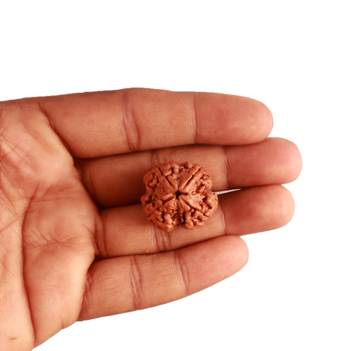 4 Mukhi Rudraksha from Nepal - Bead No. 281
