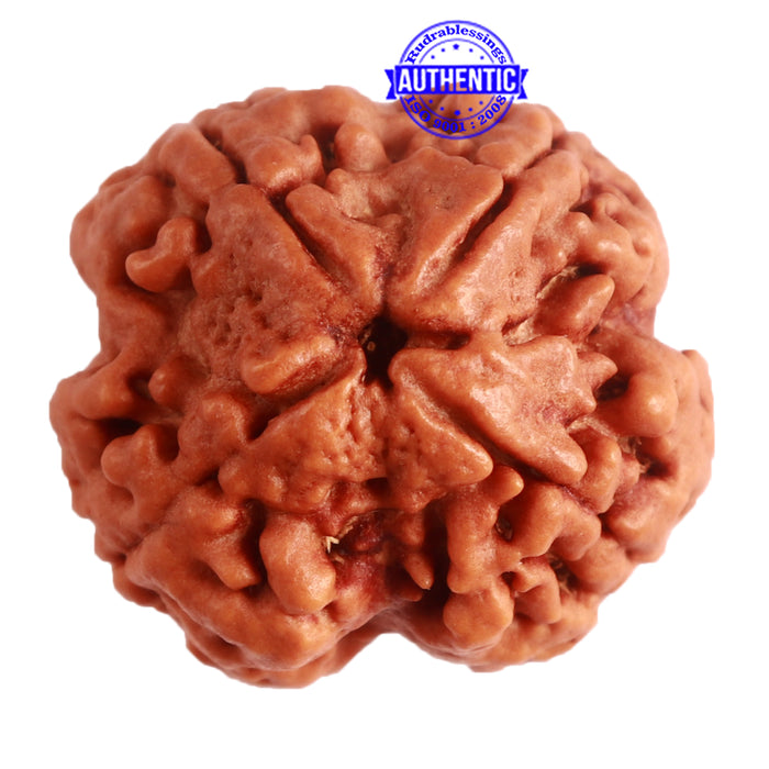4 Mukhi Rudraksha from Nepal - Bead No. 281