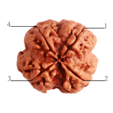 Load image into Gallery viewer, 4 Mukhi Rudraksha from Nepal - Bead No. 281
