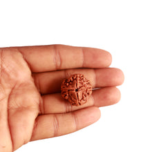 Load image into Gallery viewer, 4 Mukhi Rudraksha from Nepal - Bead No. 282
