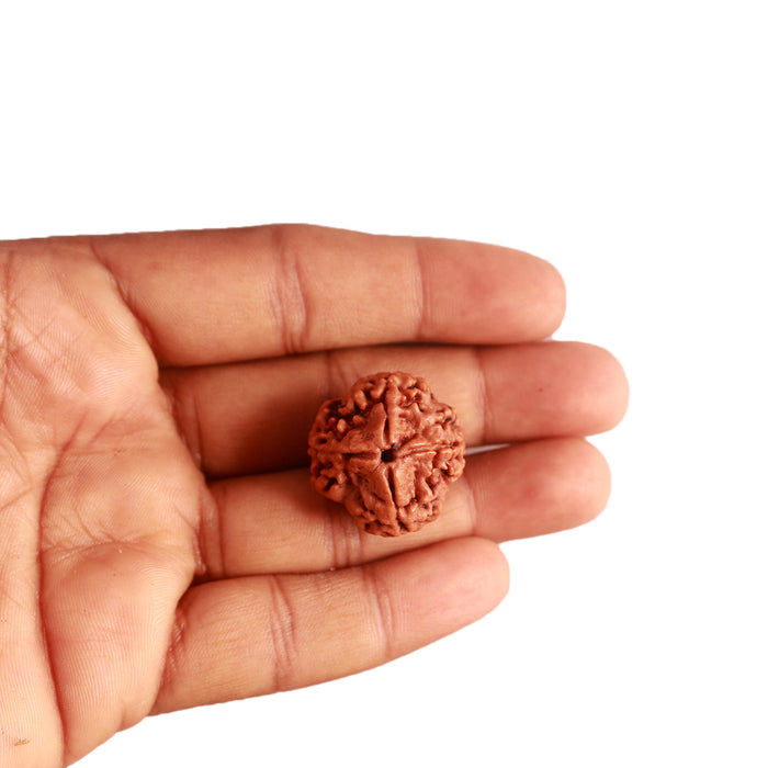 4 Mukhi Rudraksha from Nepal - Bead No. 282