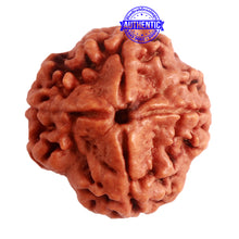 Load image into Gallery viewer, 4 Mukhi Rudraksha from Nepal - Bead No. 282

