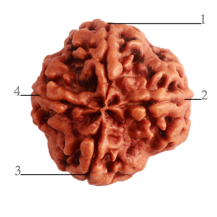 4 Mukhi Rudraksha from Nepal - Bead No. 282