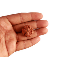 Load image into Gallery viewer, 4 Mukhi Rudraksha from Nepal - Bead No. 283
