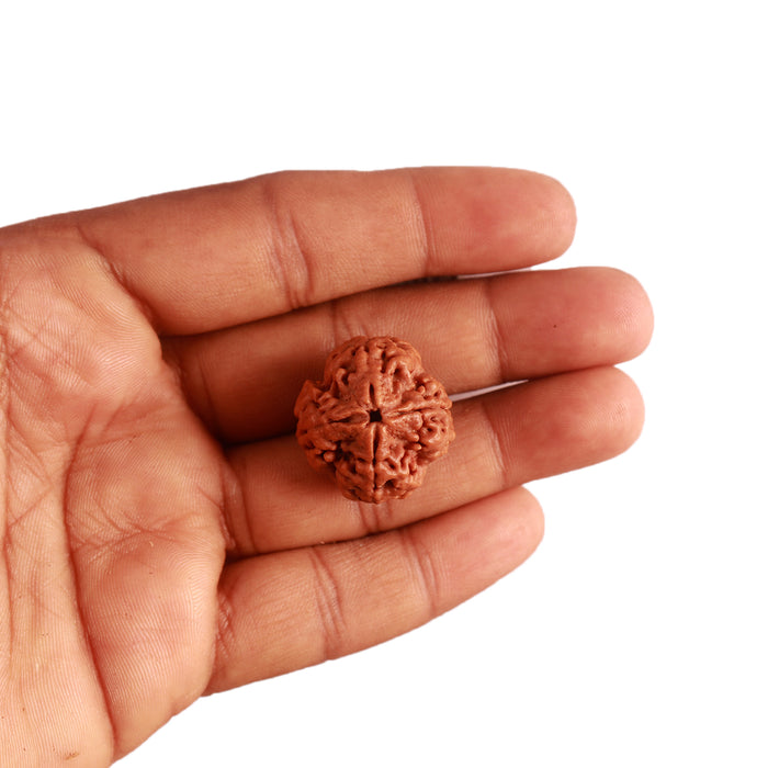 4 Mukhi Rudraksha from Nepal - Bead No. 283