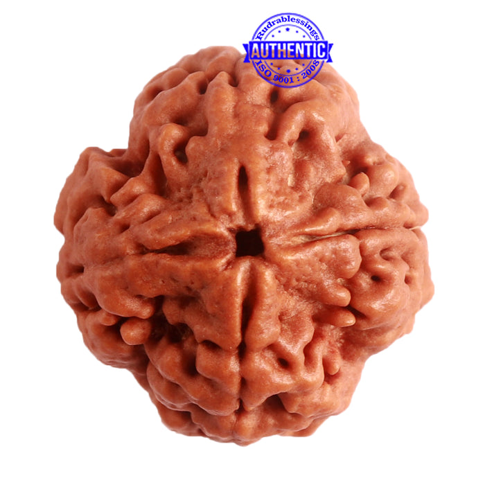 4 Mukhi Rudraksha from Nepal - Bead No. 283
