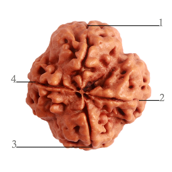 4 Mukhi Rudraksha from Nepal - Bead No. 283