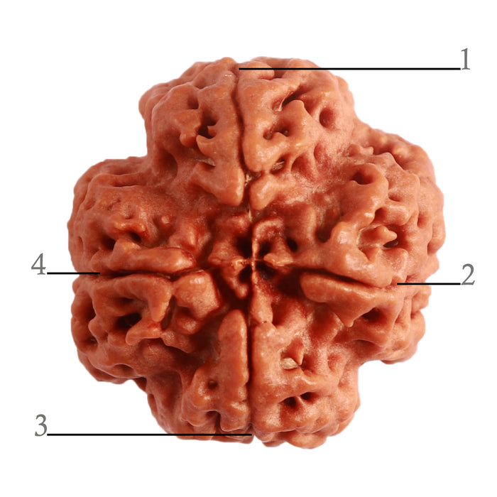 4 Mukhi Rudraksha from Nepal - Bead No. 284