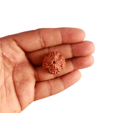 Load image into Gallery viewer, 4 Mukhi Rudraksha from Nepal - Bead No. 285
