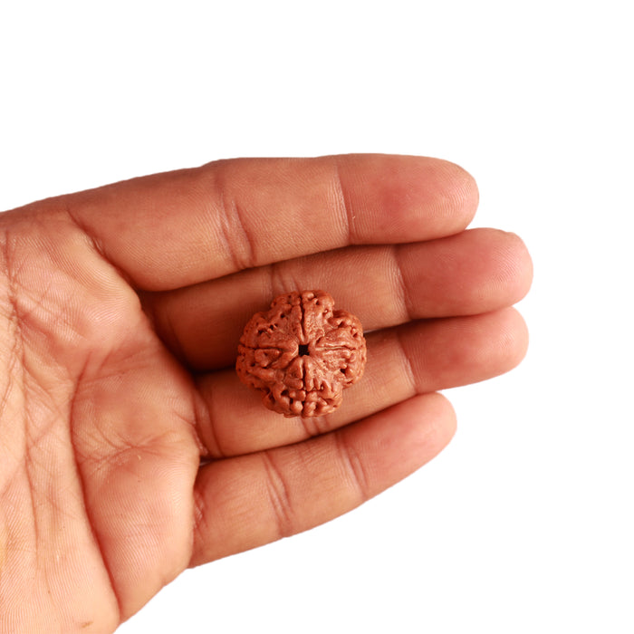 4 Mukhi Rudraksha from Nepal - Bead No. 285