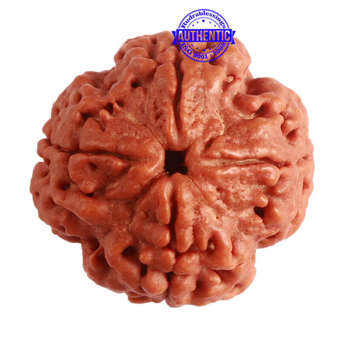4 Mukhi Rudraksha from Nepal - Bead No. 285