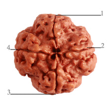 Load image into Gallery viewer, 4 Mukhi Rudraksha from Nepal - Bead No. 285
