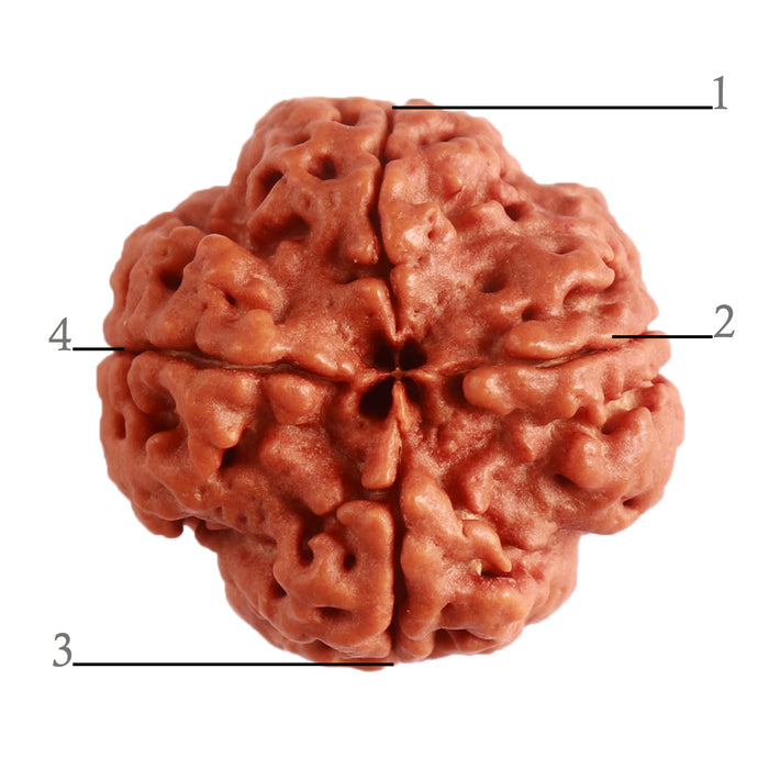 4 Mukhi Rudraksha from Nepal - Bead No. 285