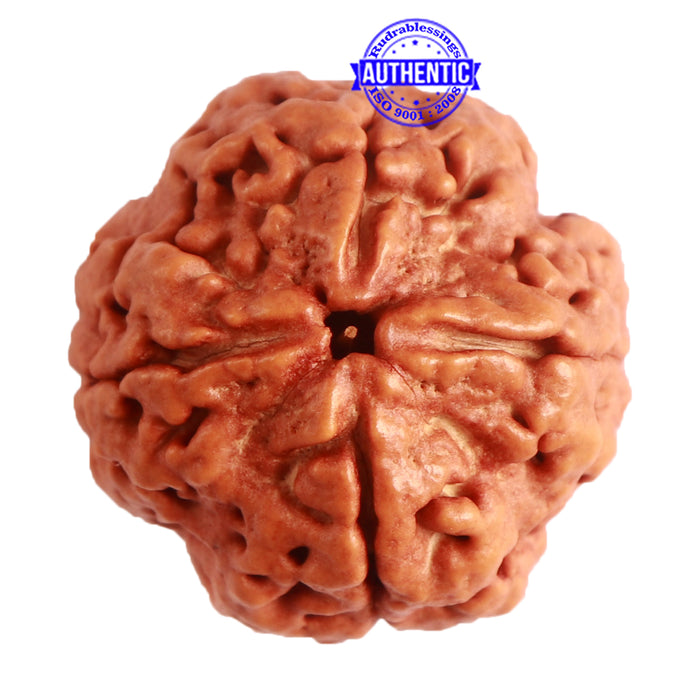 4 Mukhi Rudraksha from Nepal - Bead No. 286