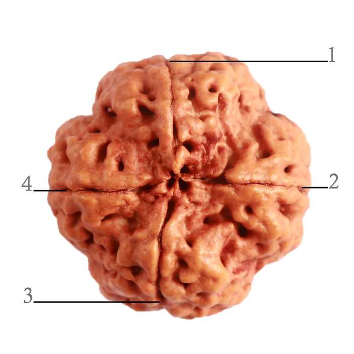 4 Mukhi Rudraksha from Nepal - Bead No. 286