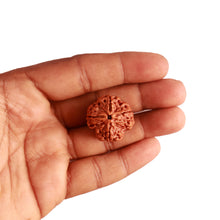 Load image into Gallery viewer, 4 Mukhi Rudraksha from Nepal - Bead No. 287

