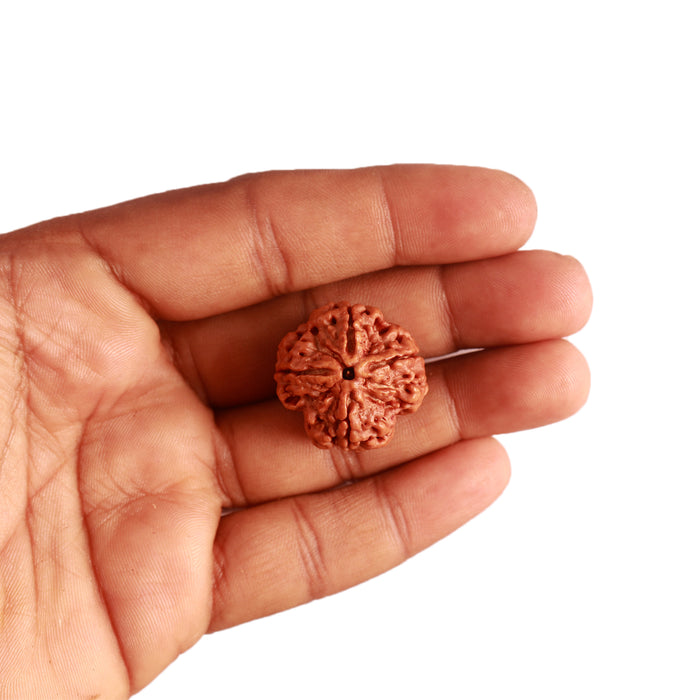 4 Mukhi Rudraksha from Nepal - Bead No. 287