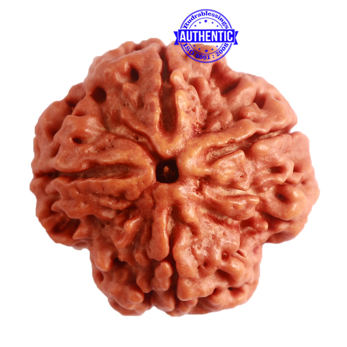 4 Mukhi Rudraksha from Nepal - Bead No. 287