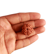 Load image into Gallery viewer, 4 Mukhi Rudraksha from Nepal - Bead No. 288
