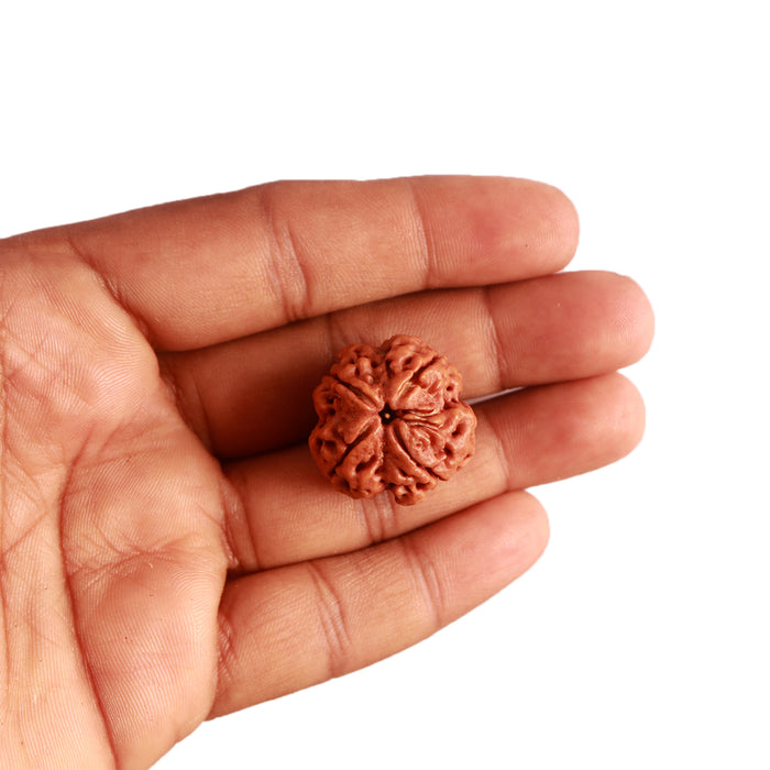 4 Mukhi Rudraksha from Nepal - Bead No. 288
