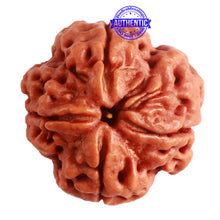 Load image into Gallery viewer, 4 Mukhi Rudraksha from Nepal - Bead No. 288
