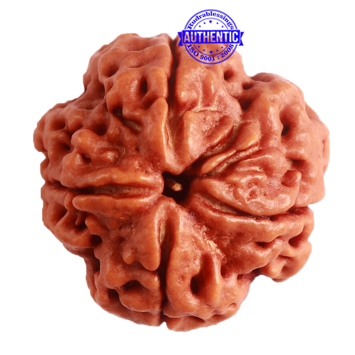 4 Mukhi Rudraksha from Nepal - Bead No. 288