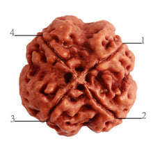 Load image into Gallery viewer, 4 Mukhi Rudraksha from Nepal - Bead No. 288
