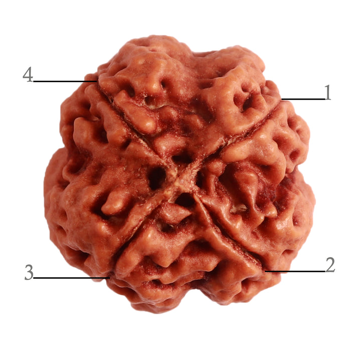 4 Mukhi Rudraksha from Nepal - Bead No. 288