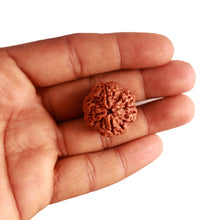 Load image into Gallery viewer, 4 Mukhi Rudraksha from Nepal - Bead No. 289
