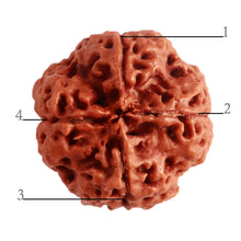 Load image into Gallery viewer, 4 Mukhi Rudraksha from Nepal - Bead No. 289
