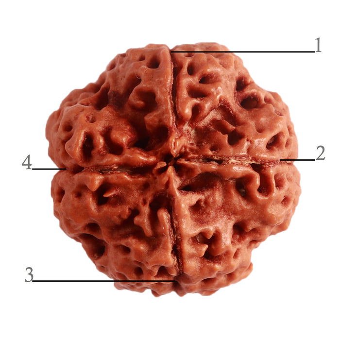 4 Mukhi Rudraksha from Nepal - Bead No. 289