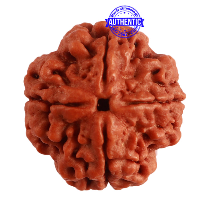 4 Mukhi Rudraksha from Nepal - Bead No. 290