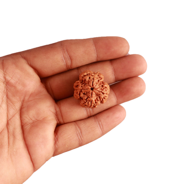 4 Mukhi Rudraksha from Nepal - Bead No. 291