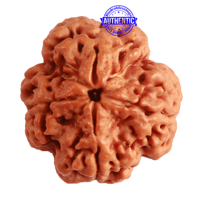 4 Mukhi Rudraksha from Nepal - Bead No. 291